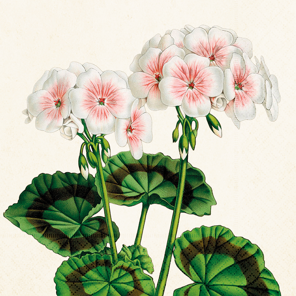 Servetter, 33x33 cm, 3-lags, FSC-märkta, 20-pack.